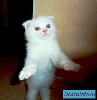 Котята элитные британские и шотландские вислоухие!!!