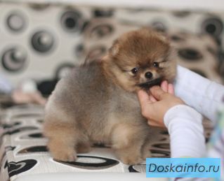 Удивительные щенки