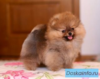 Щенята померанского шпица редких и эксклюзивных окрасов 