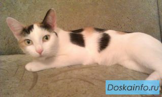Кот и кошки
