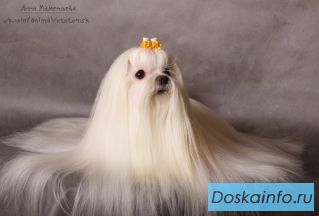 Щенки мальтезе.