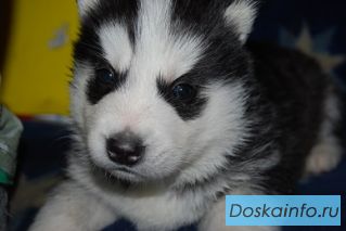 Хаски щенки