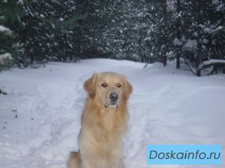 Пропала собака