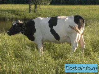 Коровы оптом