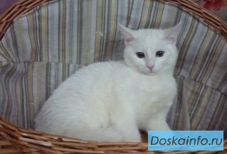 Белоснежный котенок-девочка Снежа в дар.