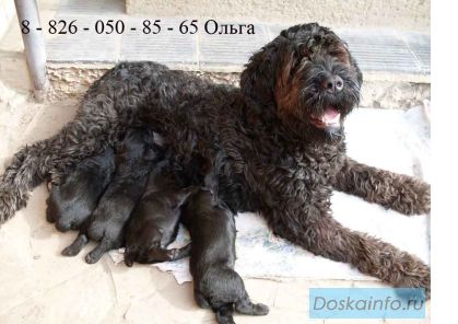 Продам щенков черного русского терьера!