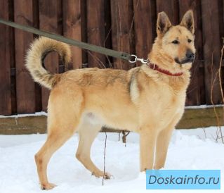 Хайко - собака одного хозяина в поисках дома!