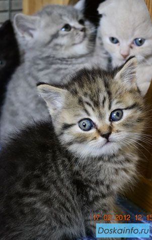 Продажа шотландских вислоухих и британских котят - рыжие, мрамор и другие