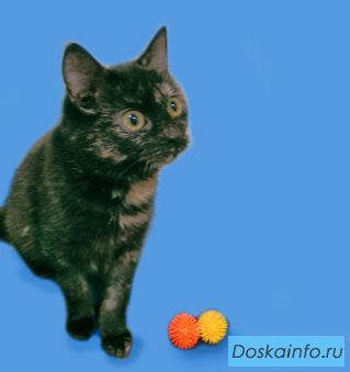 Дульсинея Прекрасная - Кошка Счастливого Образа в дар