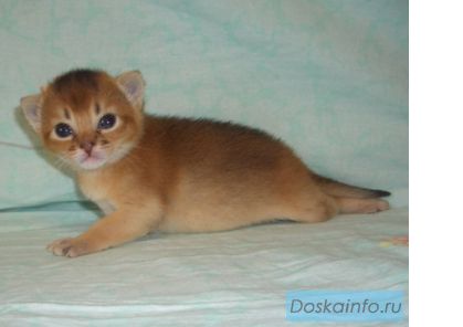 Абиссинские котята