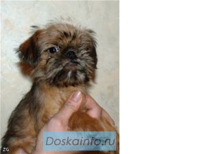 Продаются очаровательные щенки брюссельского гриффона