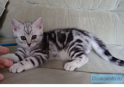Мраморные Британские котята разных окрасов.