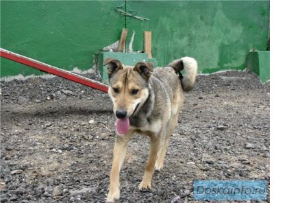 Задорный 1,5годовалый Бублик