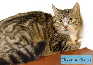 Потрясающего мраморного окраса кошка Ириска в дар