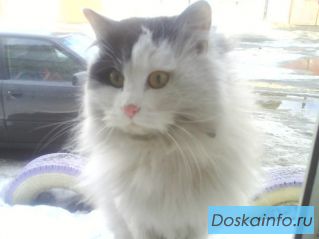 Умная, ласковая кошечка Мишель ищет дом