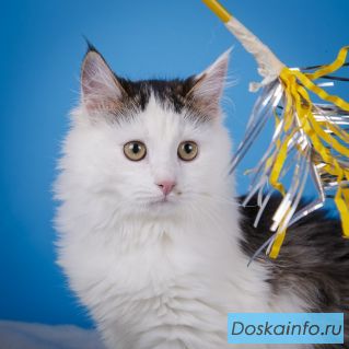 Ласковый котёнок Джейсон в дар