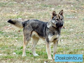 Туман, молодой чешский вольфхунд в дар