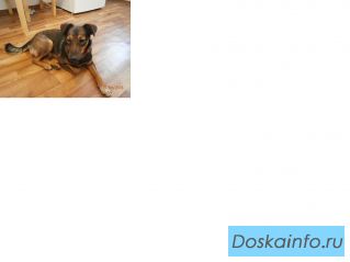 Найдена собака