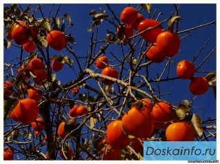 Эко  продукты  с  доставкой.