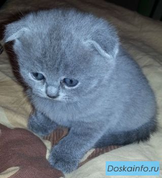 Продам шотландских котят