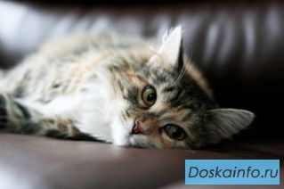 Нежная Матрешка ищет доброго хозяина