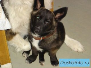 Квартирные собаки