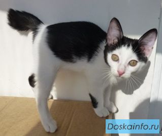 Котята и котики