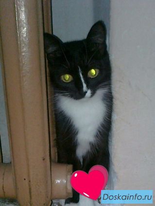 Кошки мышеловки