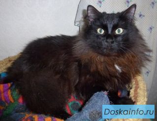 Котики с доставкой