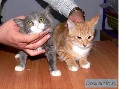 Котята из клиники.
