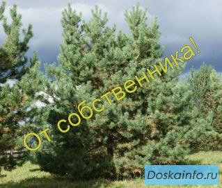 Продается великолепный участок 250 соток с коммуникациями