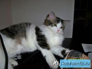 Котенок мальчик с доставкой