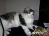 Котенок мальчик с доставкой