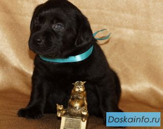 Лабрадорчики