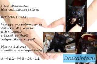 Котята в самые добрые руки
