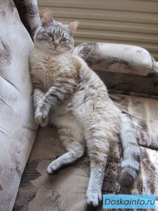 Котик вискас