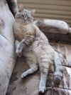 Котик вискас