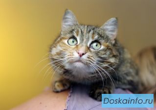 Чудесная кошка Масяня ищет хозяев, в дар