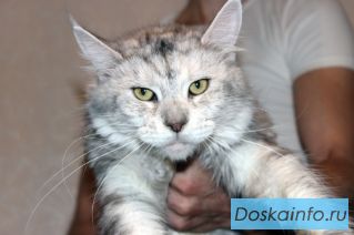 Огромная Киса Мейн Кун