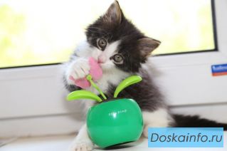 Милая девочка в самые добрые руки