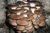 Семена вешенки (комплект)!