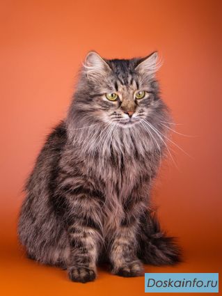 Сибирский красавец котик Дарий в добрые руки.