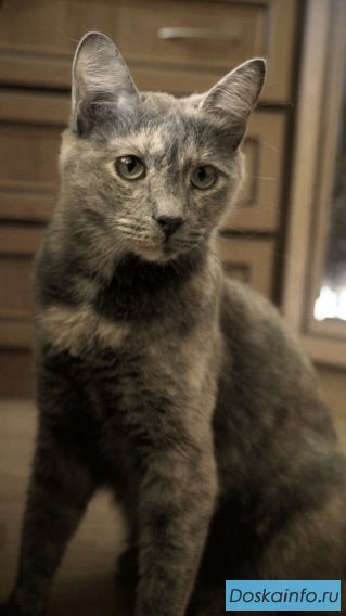 Кошка в добрые руки