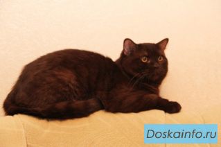 Британский КОТИК-подросток