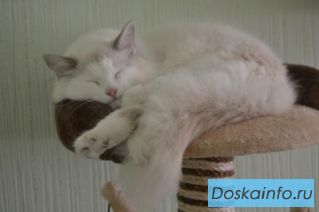 Пропал кот!
