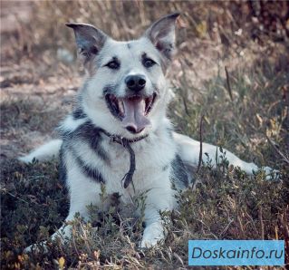 Хвост - добрая собака ищет дом.