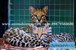 Продаю домашних котят Оцелота. 