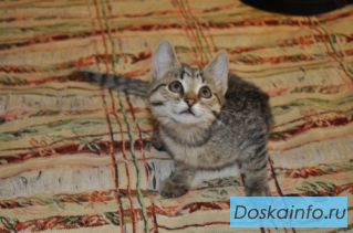 Веселый и игривый котенок в дар!