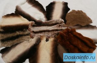 Шкурки кролика Рекс оптом