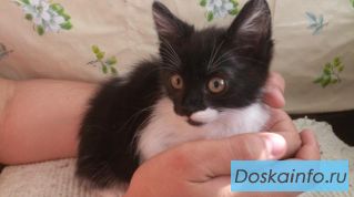 Отдам котенка в хорошие руки